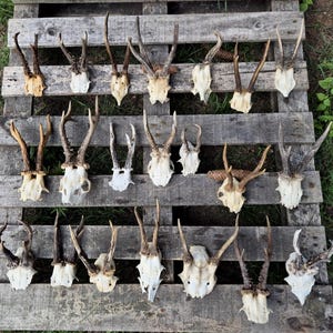 Echter Rehschädel mit Geweih - ethisch einwandfrei, Bastelbedarf, rustikales Dekor, Bone Art Material, billiger Tierschädel, Waldfunde Geschenk