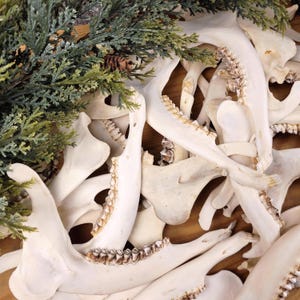 Rehkieferhälfte, gereinigter Unterkieferknochen zum Basteln und für Kuriositäten