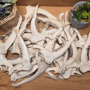 Roe deer lower jaw half, real bone section for DIY crafts and decor