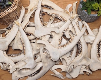 Roe deer lower jaw half, real bone section for DIY crafts and decor