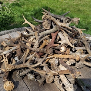 Forest Found Roe Deer Antler • Real Antlers for Crafts DIY • Cheap Antler Supplies • Bulk Available • Gift for Forest & Nature Lovers