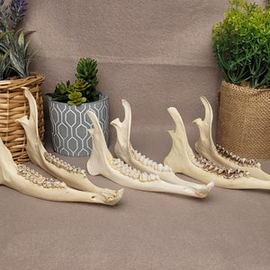 RANDOM Barato Corzo Mandíbula - Material óseo animal perfecto - Material óseo barato - Mandíbula barata - Decoración natural del hogar - Presente
