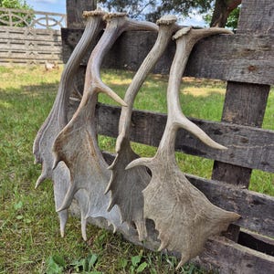 Real Fallow Deer Antlers | Craft Supply for Rustic Art | Forest Collectible Antler | Natural Curio for Decor, Pagan, Witchcraft Use