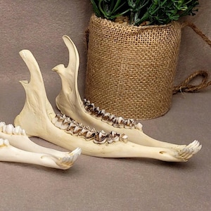 Roe deer jawbone set - matching halves for crafting and gothic decor