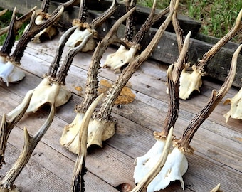 Roe Deer Skull with Antlers - Real Bone Specimen for Rustic Decor and Crafts