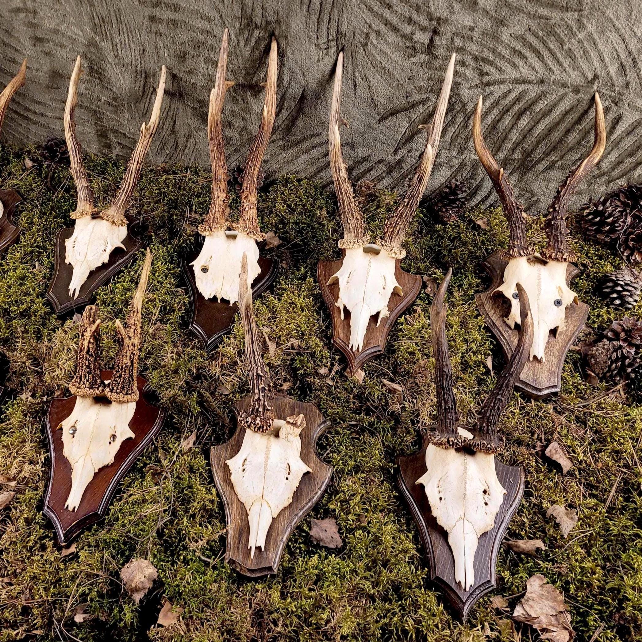 Roe Deer Skull Plaque - Vintage Antlers Trophy for Home Bar Wall