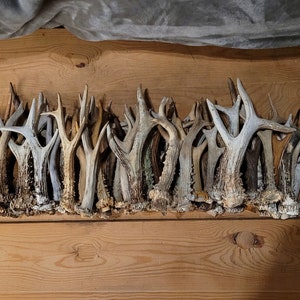 RANDOM REAL roe deer antler sheds - affordable craft supplies, cheap antlers for craft, knives - gift for nature lover - forest collectible