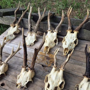 May include: A selection of deer skulls with antlers displayed on a weathered wooden surface. The antlers vary in colour, from light to dark brown. The skulls are off-white, creating a natural, rustic aesthetic. The wooden surface is likely made of planks.