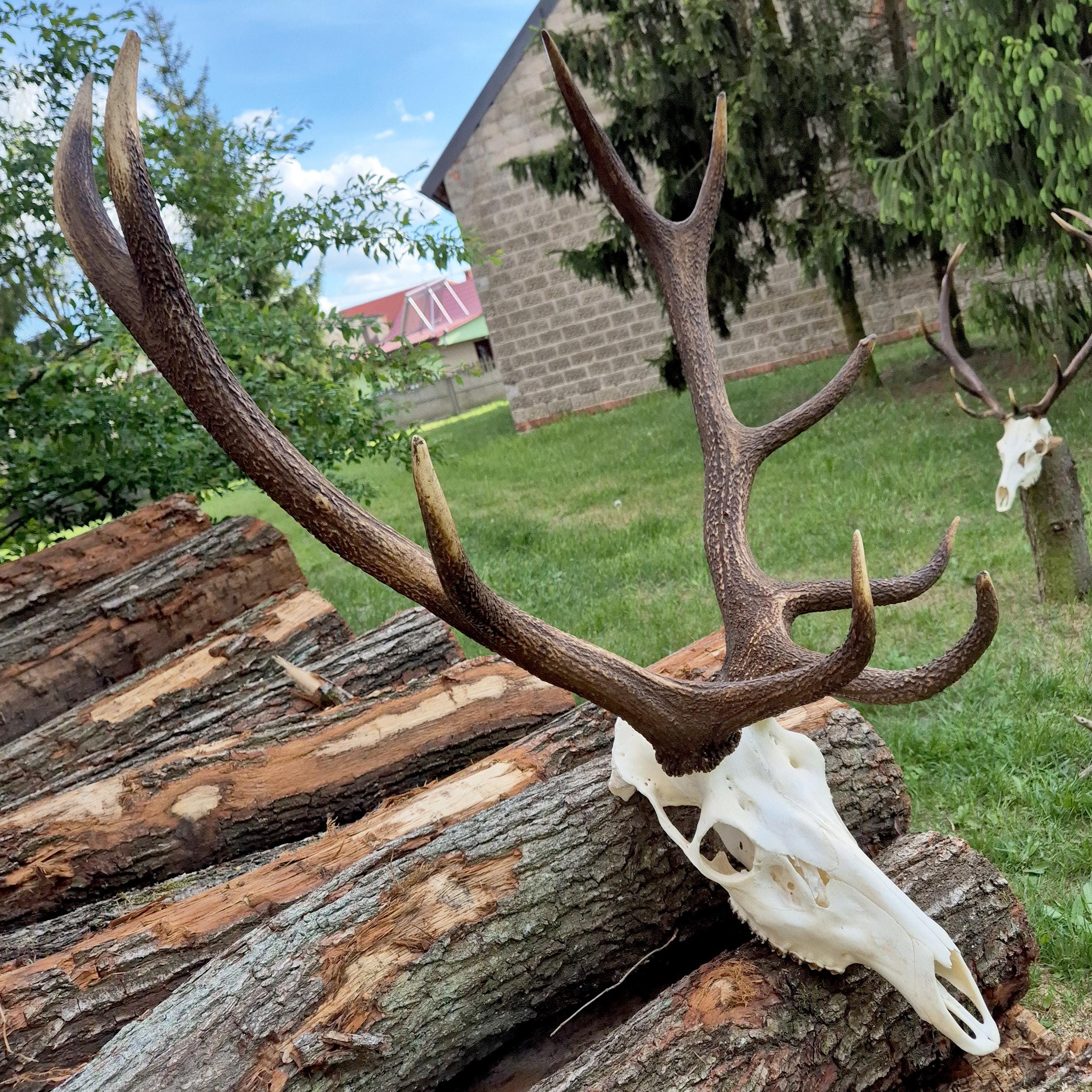 Buy Large Antler Skull Mount - Red Deer Decor for Lodge Fireplace