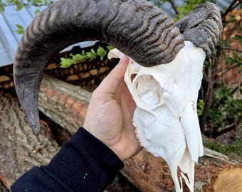 Cráneo de cabra auténtico con cuernos, hueso animal real, pieza decorativa para vitrina de curiosidades, estilo gótico.