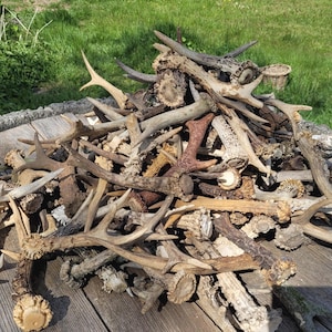 Forest Found Roe Deer Antler (Capreolus capreolus) - Natural Shed, Raw Craft Supply