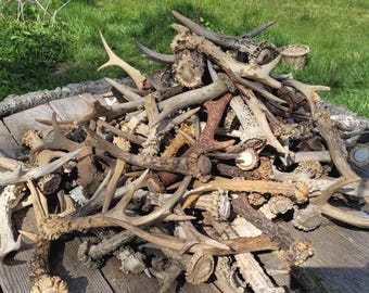 Corna di capriolo trovate nella foresta (Capreolus capreolus) - Natural Shed, Raw Craft Supply