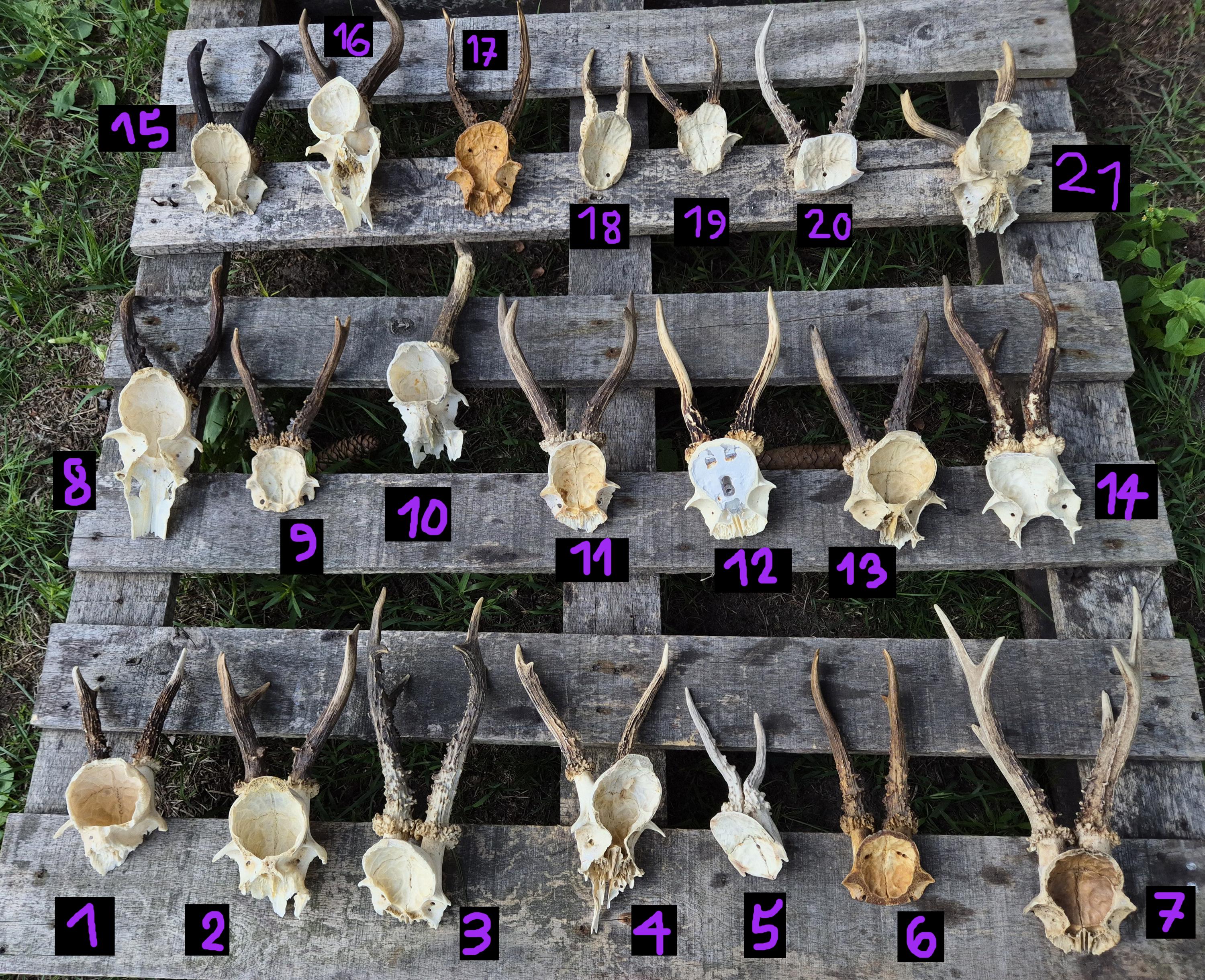 Roe Deer Skull With Antlers - Real Bone Specimen for Rustic Decor