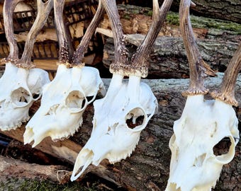 Roe Deer Skull - Genuine Bone Piece for Crafts and Rustic Decor