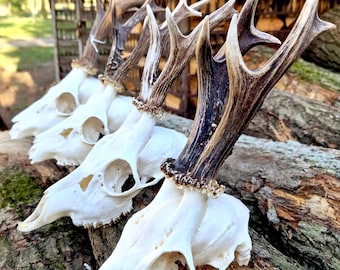 Rehschädel - Echter Rehbock Knochen für rustikale Wand oder Curio Decor