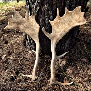 Palmated Fallow Deer Antlers - Real Dama Dama Sheds for Rustic Decor Crafts