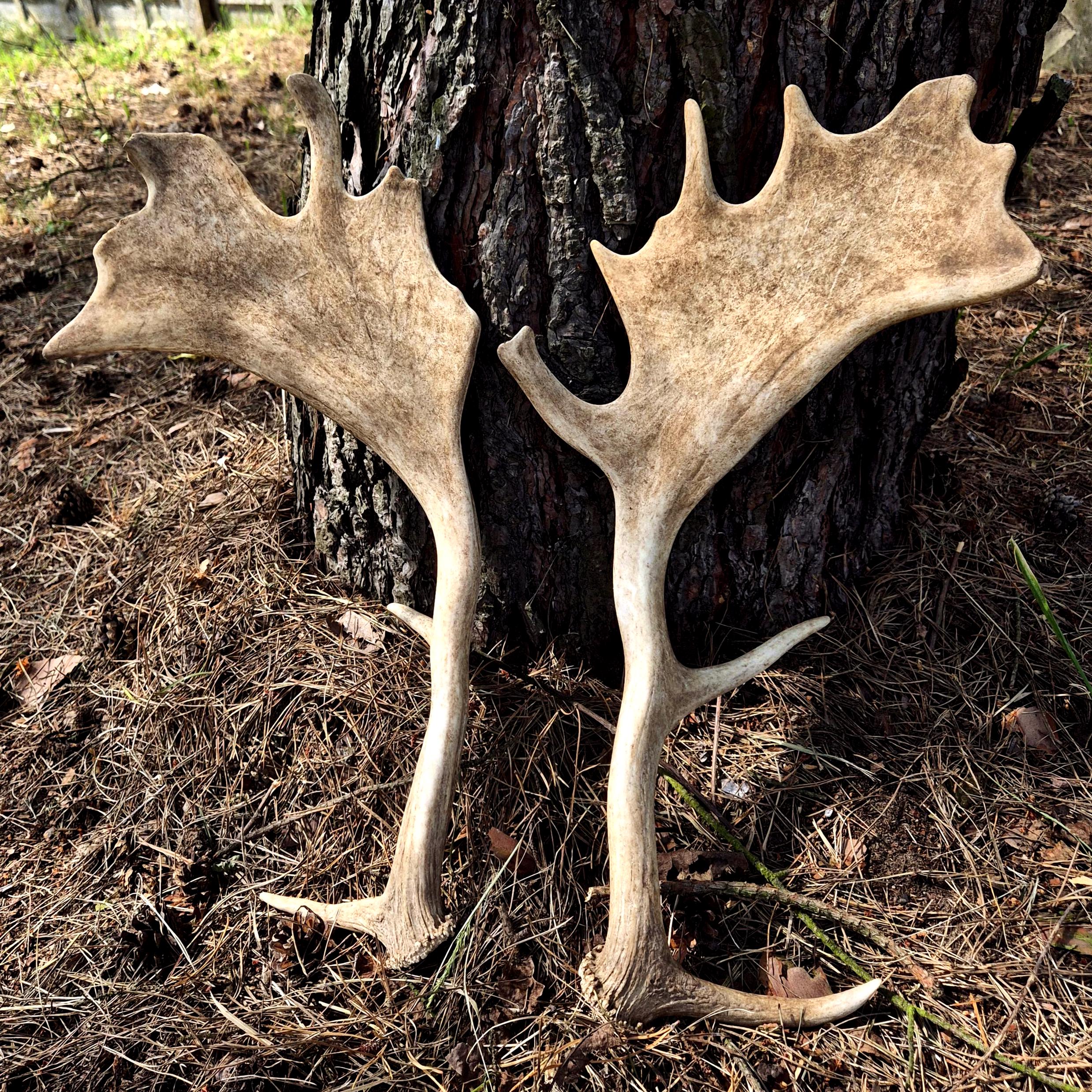 Palmated Fallow Deer Antlers - Real Dama Dama Sheds for Rustic