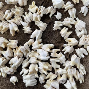 Echte Rotwildzähne für Schmuck, Hexerei, Wikingerhandwerk, Naturdekor, rustikale Kuriositäten, Knochenkunst, heidnischer Bedarf, DIY-Projektgeschenk