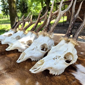 Roe Deer Skull with Antlers - Trophy Wall Decor, Taxidermy Bone Specimen