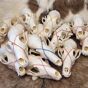 Real Fox Skull (Vulpes vulpes) - Cleaned Bone Specimen for Oddities & Crafts