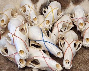 Prawdziwa czaszka lisa (Vulpes vulpes) – oczyszczony okaz kości do celów kolekcjonerskich i rękodzieła