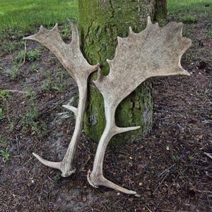 Real Fallow Deer Antler • Wild Shed Antlers for Crafts • Rustic Viking Decor • Forest Lover Gift • Natural Animal Horn Curiosity | Present