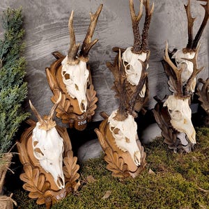 Roe Deer Skull Trophy Shield - Carved Wood Plaque Wall Display