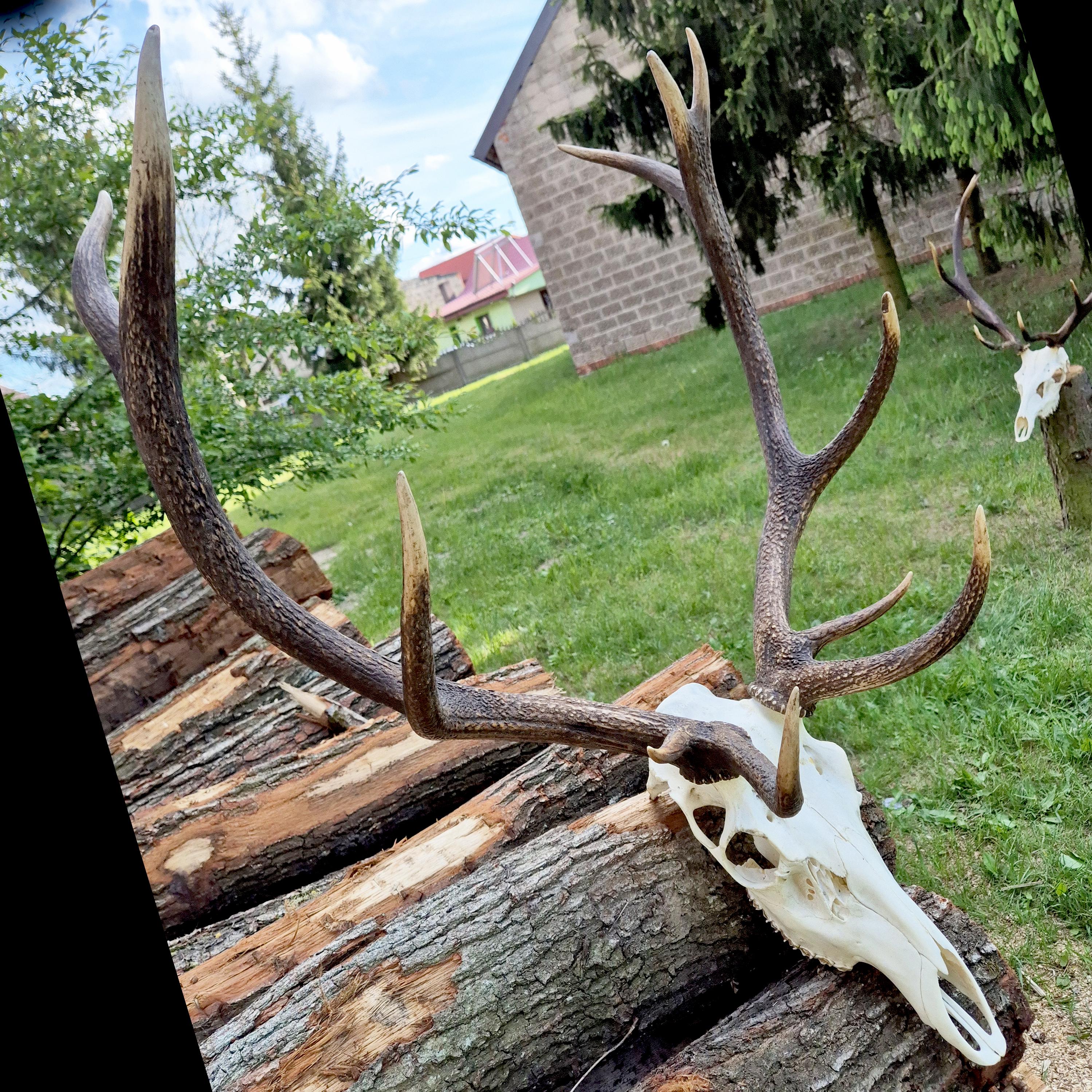 Buy European Stag Skull Display, Red Deer Antler Mount for Hunting