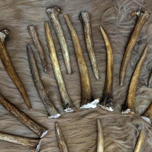 Fallow deer antler tips set - real points for crafting jewelry and rustic decor