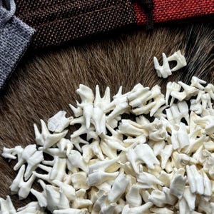 Kaaktanden van reeën - originele gebitsstukken voor dieren om te knutselen en curiosa