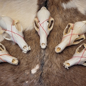 REAL Cheap FOX Skull for Crafts | Random Option | Nature Collectibles | Perfect for Art, Decor, or DIY Projects | Unique Skull Craft Supply