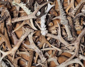 Real Roe Deer Antler Single Shed - Rustic decor, Forest Condition Craft Supply