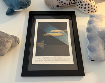 Original 1934 "Untouchable Bathysphere Fish" Pallid Sailfin Illustration - A4 Size