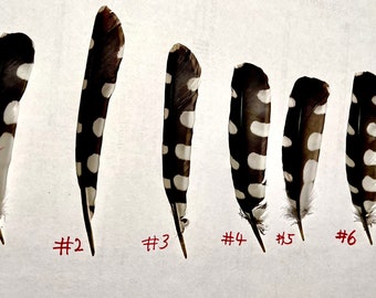 Gestippelde veren van Grote bonte specht, Dendrocopos major, zwarte veer, vleugelveren, hoedenveer, gestippelde veren