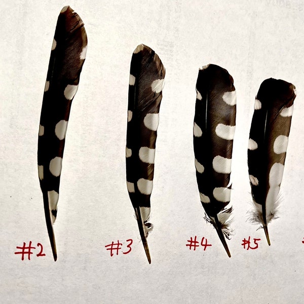 Dotted feathers from Great spotted woodpecker, Dendrocopos major, black feather, wing feathers, hat feather, dotted feathers