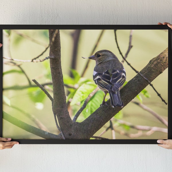 The finch bird is building a nest and preparing for migration. Nature in our home. Instant Download. Wall Art. Color Photography. Spring pic