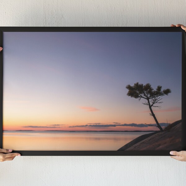 Western view of nature in Finland. A small pine tree growing on a stone. Scandinavian landscape. Sunset in the fjord. Gallery Wall Prints