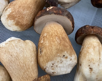 Dried Boletus (Porcini) mushrooms
