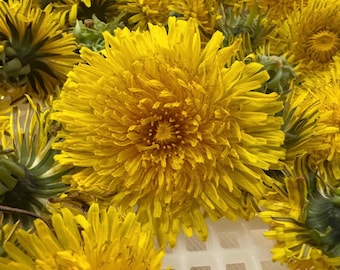 Dried herb-Taraxacum Officinale