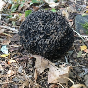 Tartufi Estivi Secchi - Tuber Aestivum Vitt:
