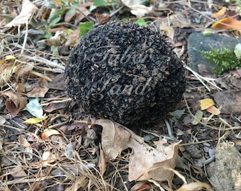 Dry Summer Truffles - Tuber Aestivum Vitt: