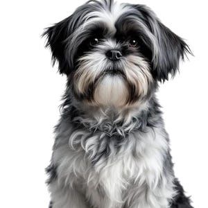 Shih tzu dog 5 clipart bundle gifts, cricut svg instant digital download file, pet breeds, tattoo tshirt porcelan design project design