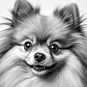 Pode incluir: Ilustração a preto e branco de um cão da raça Pomerânia. O cão tem pelo espesso e fofo, um pequeno nariz preto e olhos escuros. O cão está a sorrir, com a boca ligeiramente aberta, mostrando os dentes. O fundo é branco liso.