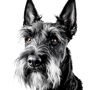 May include: A detailed illustration of a Schnauzer dog's head, showcasing its distinctive features. The dog has a black coat with a white and gray beard and eyebrows. Its brown eyes are focused, and the image is set against a white background.