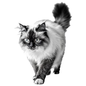 Camiseta con tatuaje de gato birmano, taza, 6 diseños digitales, paquete de imágenes prediseñadas, archivo SVG, arte de pared con retrato personalizado, regalo para mamá, póster impreso digital png
