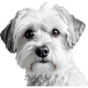 Maltese dog portrait bundle: Laser cut design on porcelan metal wood glass, wall art printable poster (Digital Download)