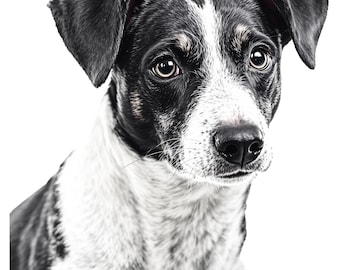Puede incluir: Retrato en blanco y negro de un perro con pelaje blanco y negro. El perro tiene una raya blanca en la cabeza, orejas negras y ojos marrones. El perro mira directamente a la cámara.