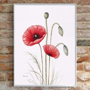 Graceful Red Poppy Watercolor Botanical Art – Digital Download | Papaver spp.