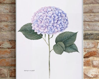 May include: A watercolor painting of a hydrangea flower with green leaves. The flower is light purple and blue. The text "Hydrangea macrophylla" is written at the bottom of the image.