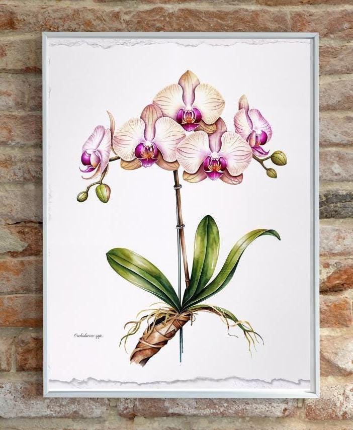 Exquisite Orchid Watercolor Botanical Art – Orchidaceae Spp